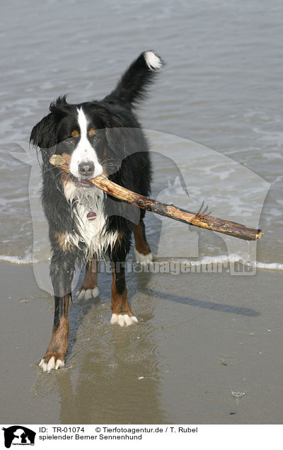 spielender Berner Sennenhund / playing Bernese Mountain Dog / TR-01074