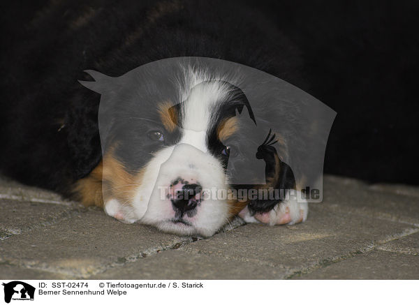 Berner Sennenhund Welpe / Bernese Mountain Dog Puppy / SST-02474