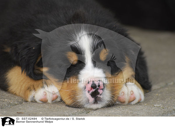 Berner Sennenhund Welpe / Bernese Mountain Dog Puppy / SST-02484