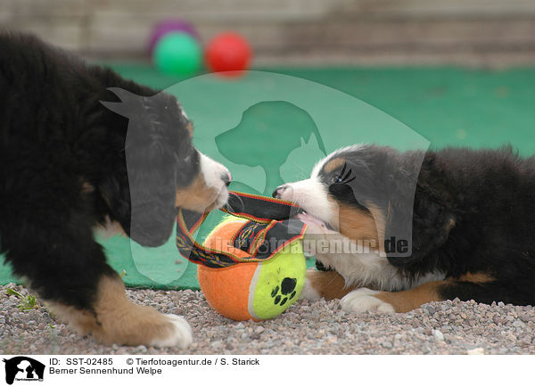 Berner Sennenhund Welpe / Bernese Mountain Dog Puppy / SST-02485