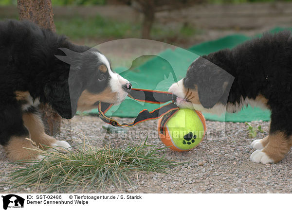 Berner Sennenhund Welpe / Bernese Mountain Dog Puppy / SST-02486