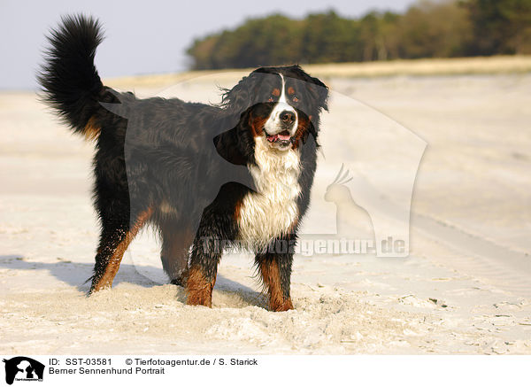 Berner Sennenhund Portrait / Bernese Mountain Dog / SST-03581