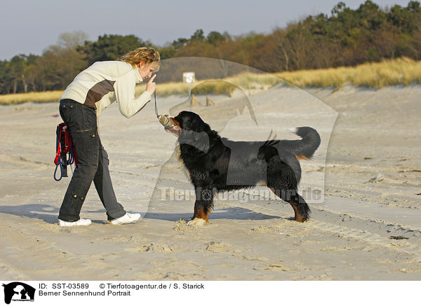 Berner Sennenhund Portrait / SST-03589