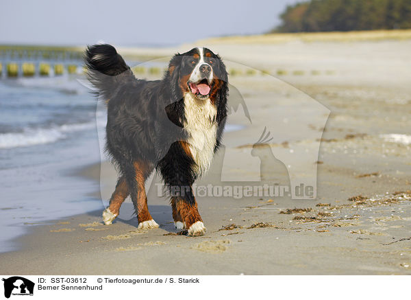 Berner Sennenhund / Bernese Mountain Dog / SST-03612