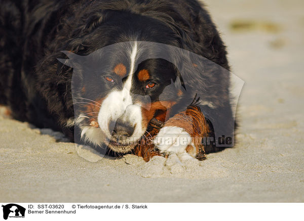 Berner Sennenhund / Bernese Mountain Dog / SST-03620