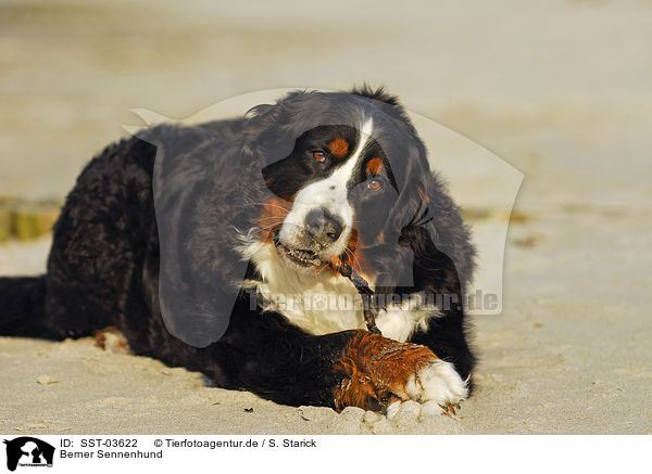 Berner Sennenhund / Bernese Mountain Dog / SST-03622