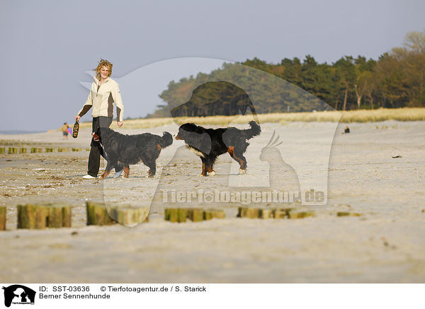 Berner Sennenhunde / SST-03636