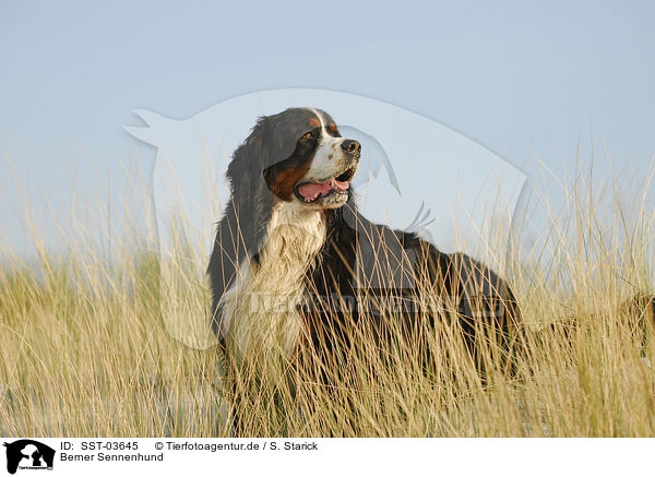 Berner Sennenhund / Bernese Mountain Dog / SST-03645