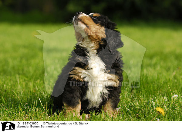 sitzender Berner Sennenhund / SST-03655