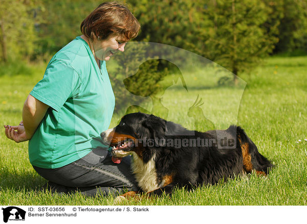 Berner Sennenhund / Bernese Mountain Dog / SST-03656