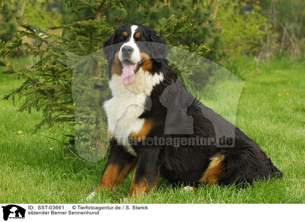sitzender Berner Sennenhund / sitting Bernese Mountain Dog / SST-03661