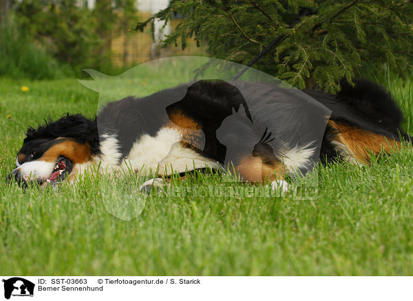 Berner Sennenhund / Bernese Mountain Dog / SST-03663