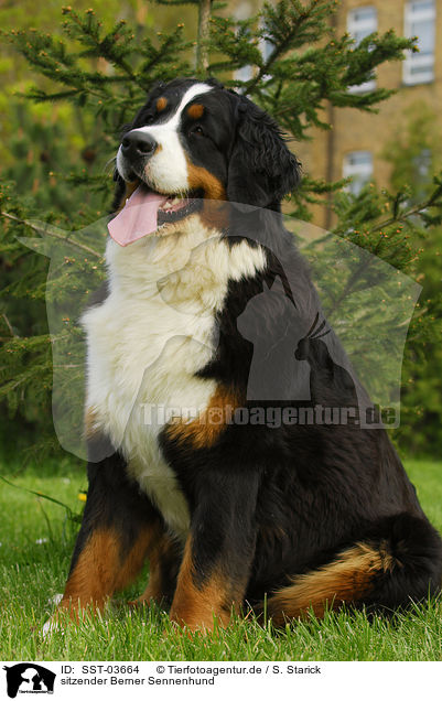 sitzender Berner Sennenhund / sitting Bernese Mountain Dog / SST-03664