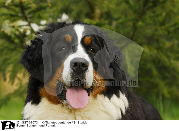 Berner Sennenhund Portrait / Bernese Mountain Dog / SST-03673