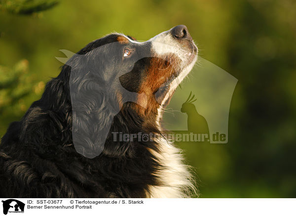 Berner Sennenhund Portrait / Bernese Mountain Dog / SST-03677