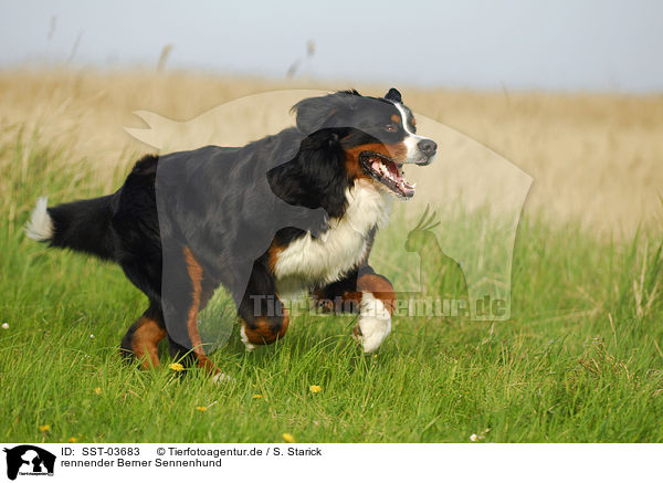 rennender Berner Sennenhund / running Bernese Mountain Dog / SST-03683