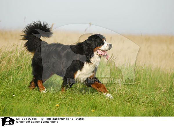 rennender Berner Sennenhund / running Bernese Mountain Dog / SST-03686