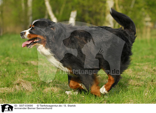 rennender Berner Sennenhund / running Bernese Mountain Dog / SST-03690