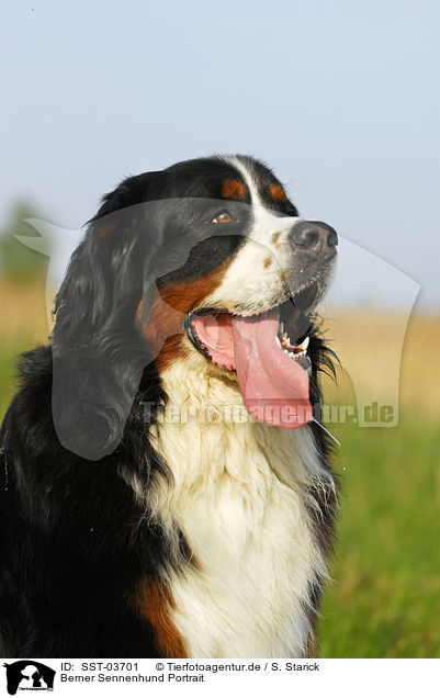 Berner Sennenhund Portrait / Bernese Mountain Dog / SST-03701