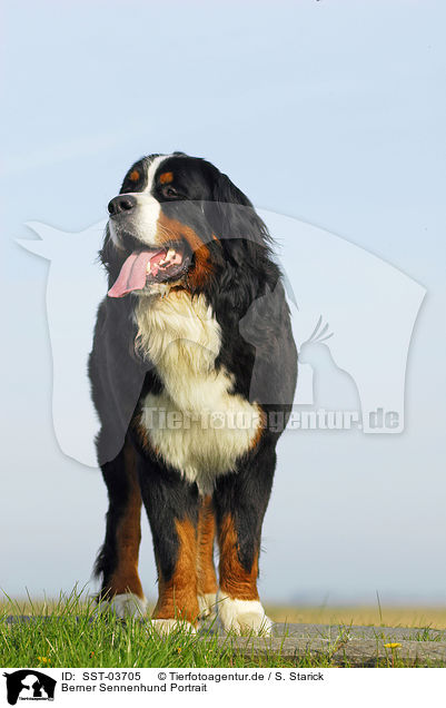 Berner Sennenhund Portrait / Bernese Mountain Dog / SST-03705