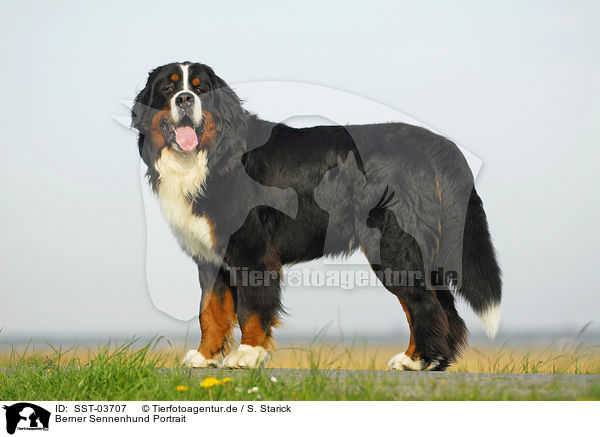 Berner Sennenhund Portrait / SST-03707