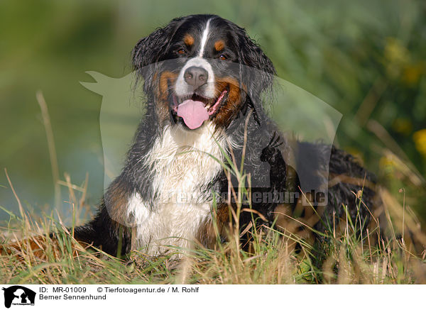 Berner Sennenhund / Bernese Mountain dog / MR-01009