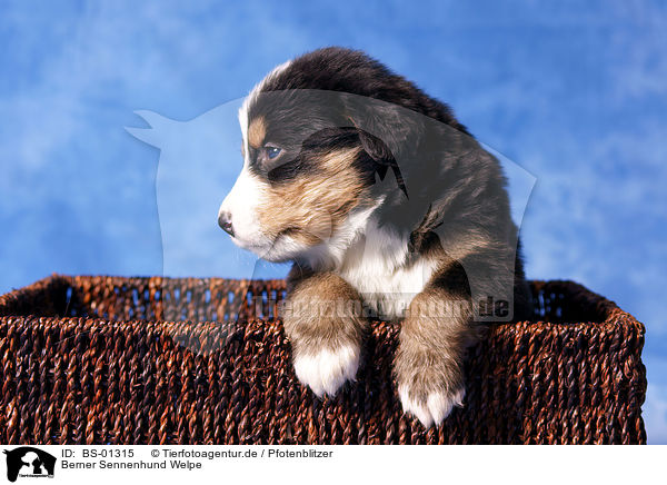 Berner Sennenhund Welpe / BS-01315