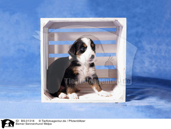 Berner Sennenhund Welpe / Bernese Mountain Dog puppy / BS-01318