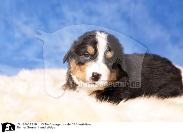 Berner Sennenhund Welpe / BS-01319