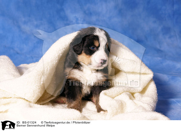 Berner Sennenhund Welpe / Bernese Mountain Dog puppy / BS-01324