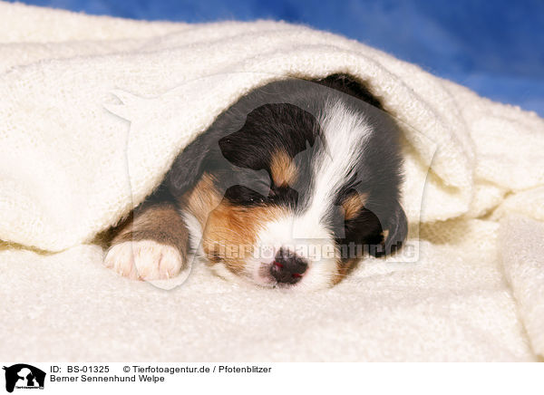 Berner Sennenhund Welpe / Bernese Mountain Dog puppy / BS-01325