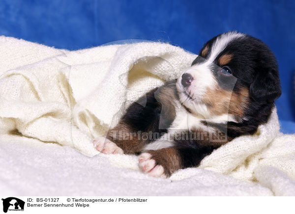 Berner Sennenhund Welpe / Bernese Mountain Dog puppy / BS-01327