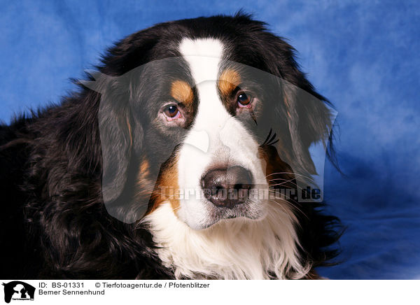 Berner Sennenhund / Bernese Mountain dog / BS-01331