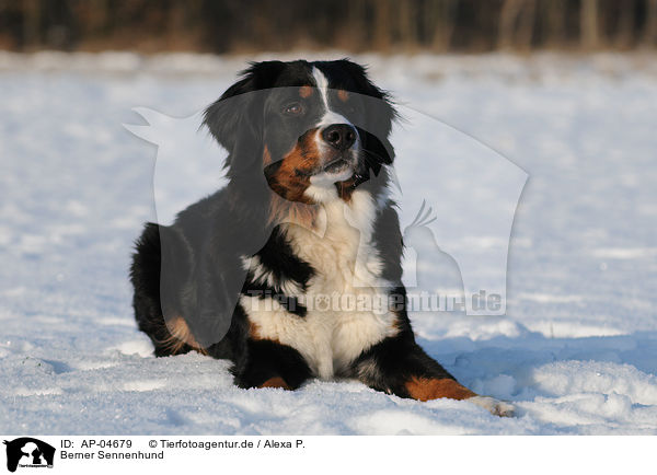 Berner Sennenhund / Bernese Mountain Dog / AP-04679