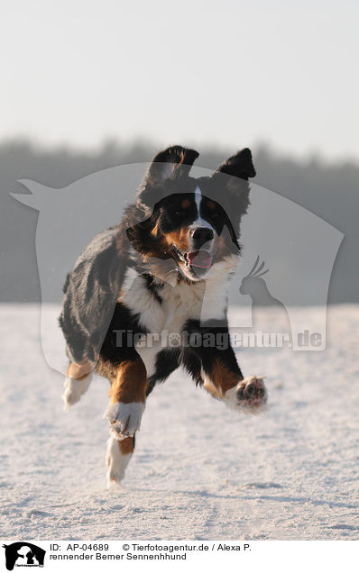 rennender Berner Sennenhhund / running Bernese Mountain dog / AP-04689