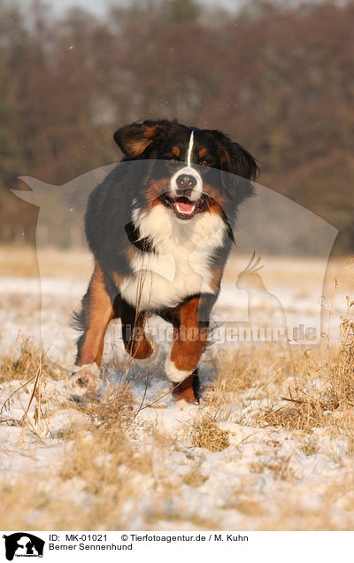 Berner Sennenhund / Bernese Mountain Dog / MK-01021