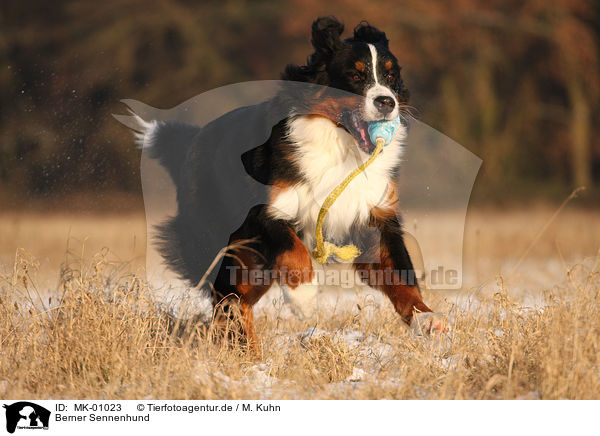 Berner Sennenhund / Bernese Mountain Dog / MK-01023