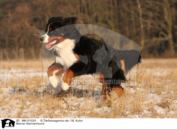 Berner Sennenhund / Bernese Mountain Dog / MK-01024