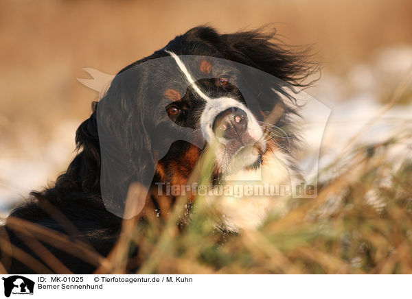 Berner Sennenhund / Bernese Mountain Dog / MK-01025