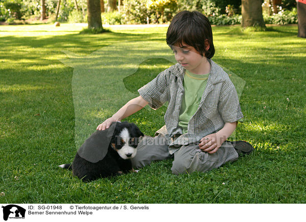 Berner Sennenhund Welpe / SG-01948