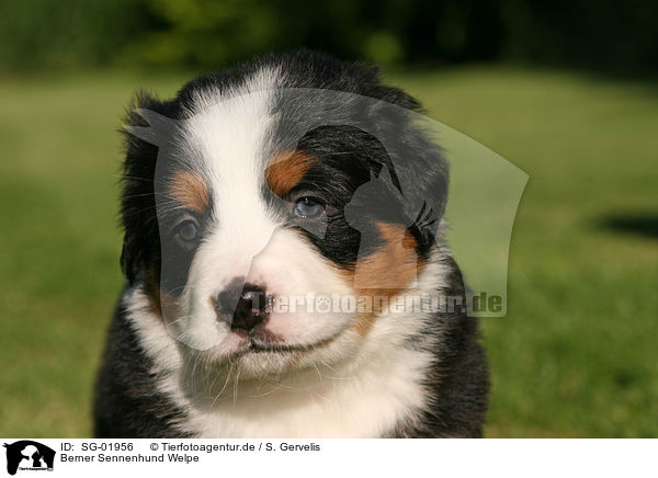 Berner Sennenhund Welpe / Bernese Mountain Dog Puppy / SG-01956