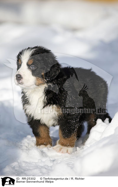 Berner Sennenhund Welpe / Bernese Mountain Dog Puppy / RR-25302