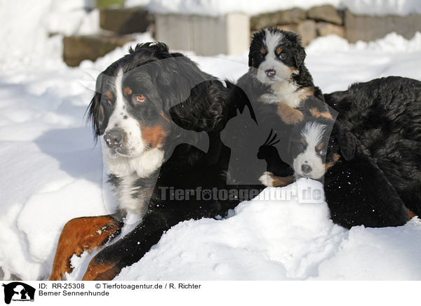 Berner Sennenhunde / Bernese Mountain Dogs / RR-25308