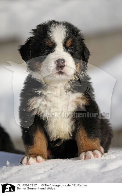 Berner Sennenhund Welpe / Bernese Mountain Dog Puppy / RR-25317