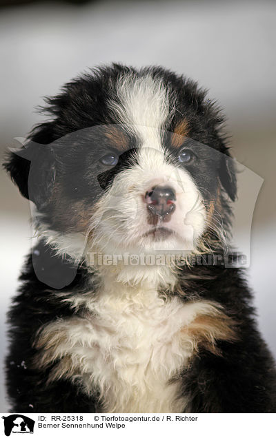 Berner Sennenhund Welpe / Bernese Mountain Dog Puppy / RR-25318