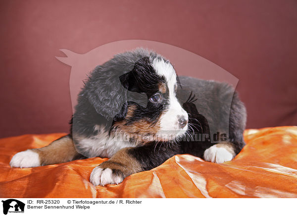Berner Sennenhund Welpe / Bernese Mountain Dog Puppy / RR-25320