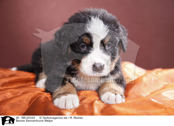 Berner Sennenhund Welpe / Bernese Mountain Dog Puppy / RR-25325
