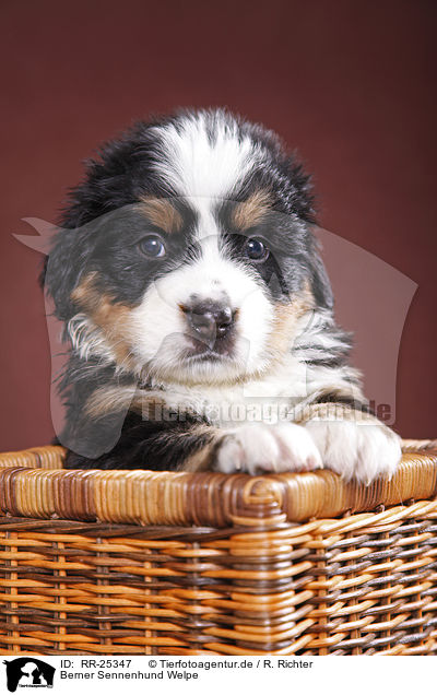 Berner Sennenhund Welpe / Bernese Mountain Dog Puppy / RR-25347