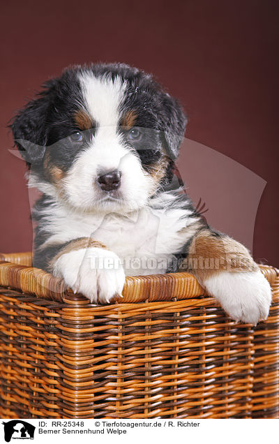 Berner Sennenhund Welpe / Bernese Mountain Dog Puppy / RR-25348