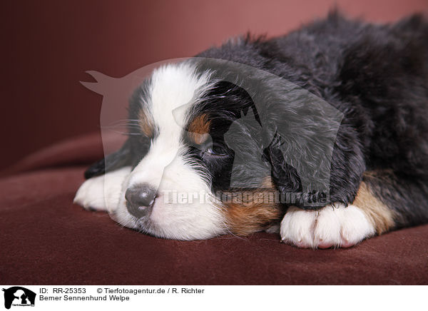 Berner Sennenhund Welpe / Bernese Mountain Dog Puppy / RR-25353